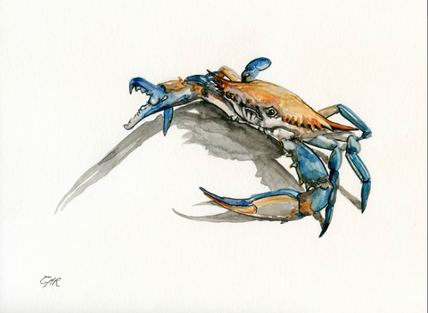 Blue Crab - Print