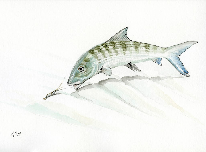 Watercolor Bonefish - Print